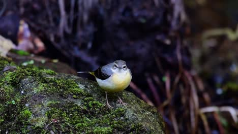 grey wagtail, motacilla cinerea, doi inthanon, chian mai, thailand