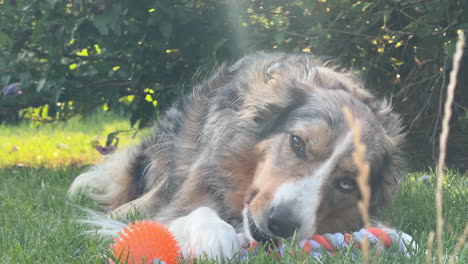 a border collie lying on the grass, playing with a toy ball in a natural outdoor setting. perfect for pet-related content, dog lovers, or playful moments with an energetic and intelligent breed.