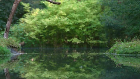 squirrel by a pond in the forest