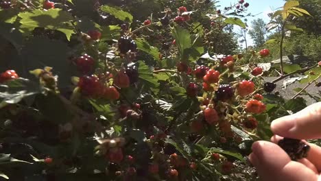 Nahaufnahme-Von-Frauen,-Die-Brombeeren-Pflücken