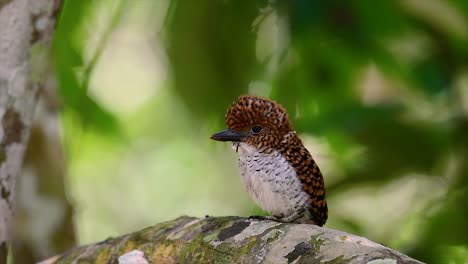 a tree kingfisher and one of the most beautiful birds found in thailand within tropical rain-forests