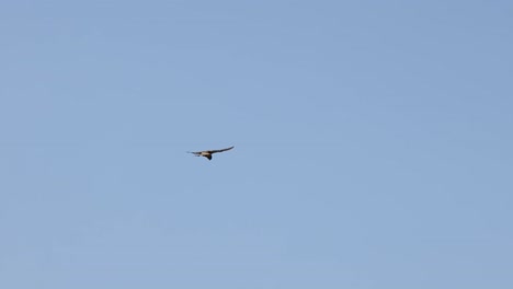 hand-held shot of a buzzard hovering stationary above prey its stalking