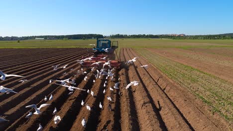 los pájaros hambrientos están volando detrás del tractor, y comen grano de la tierra cultivable.
