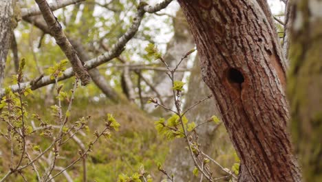 blue tit in its nest