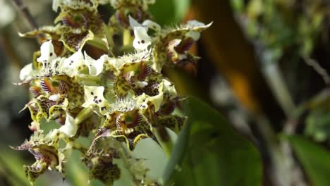 Spotted-yellow-orchids-growing-on-tree,-close-up-static-shot,-Dendrobium-Polysema