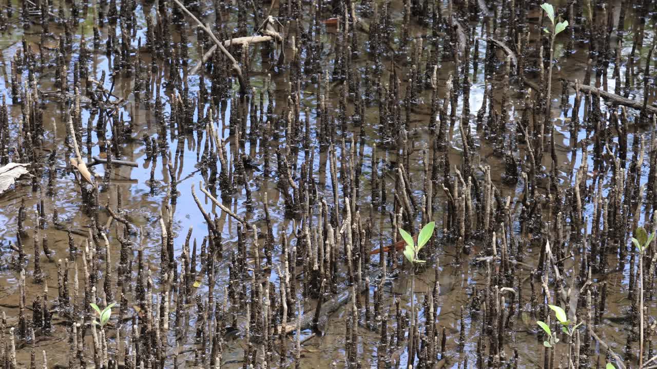 진 습지 에서 자라는 맹그로브 씨