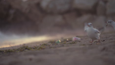 seagulls walking at the beach in search of food