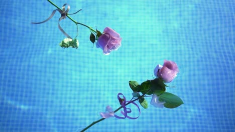 pink roses floating in a cristal clear water inside a pool