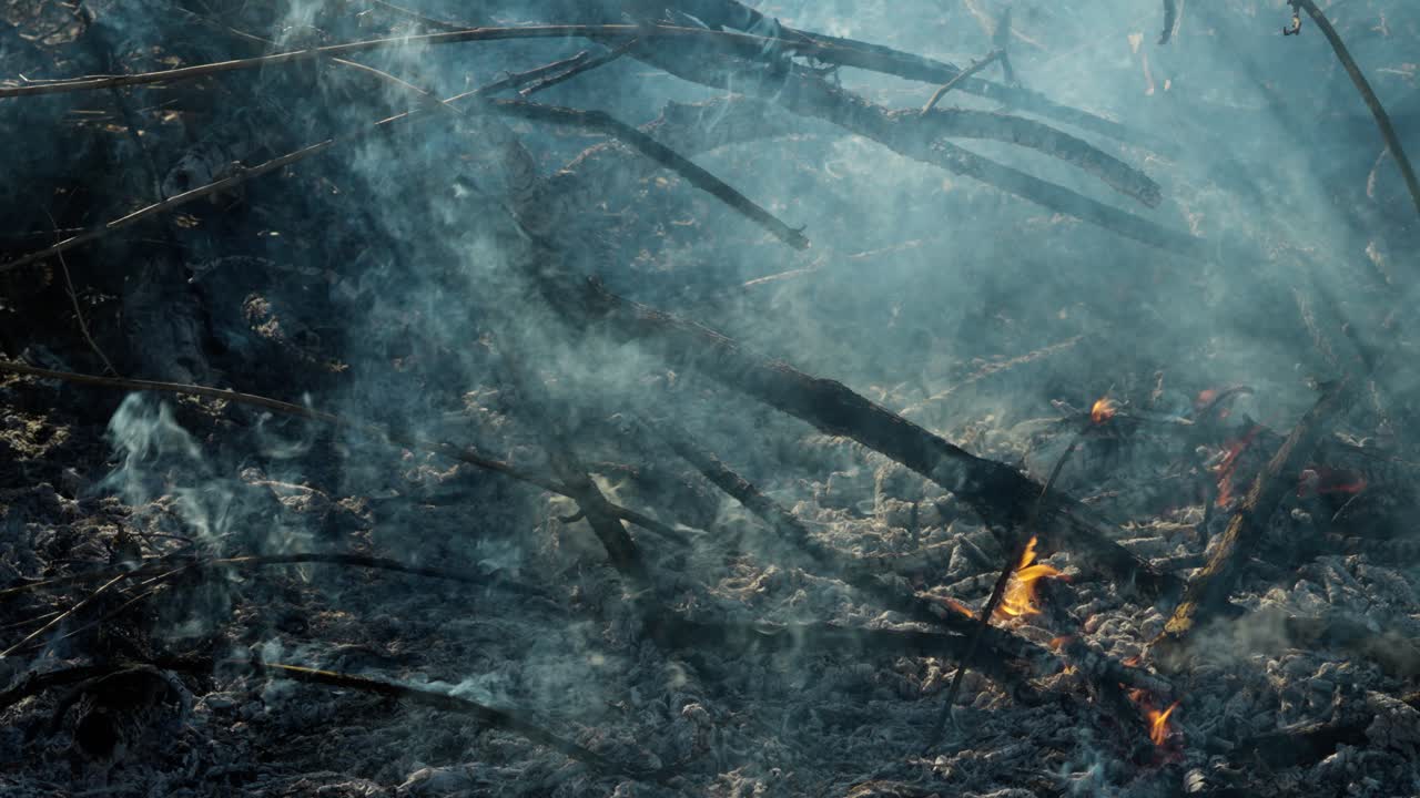 Charred Smoking Sticks from Wildfire with Small Twigs Still Burning with Flames and Thick Backlit Smoke