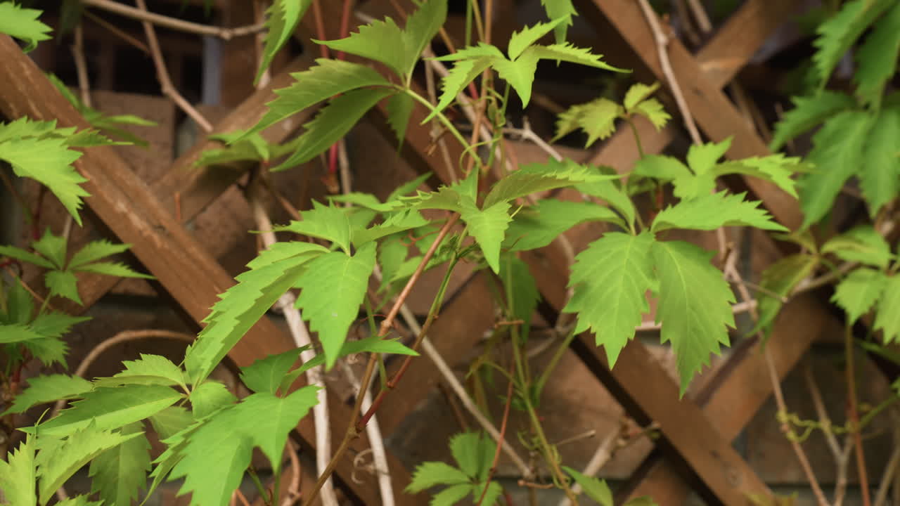 Virginia Creeper leaves climbing across wooden lattice, slender stems swaying gently in sunlight, Fresh green foliage contrasts with urban background, blending natural texture and calm atmosphere