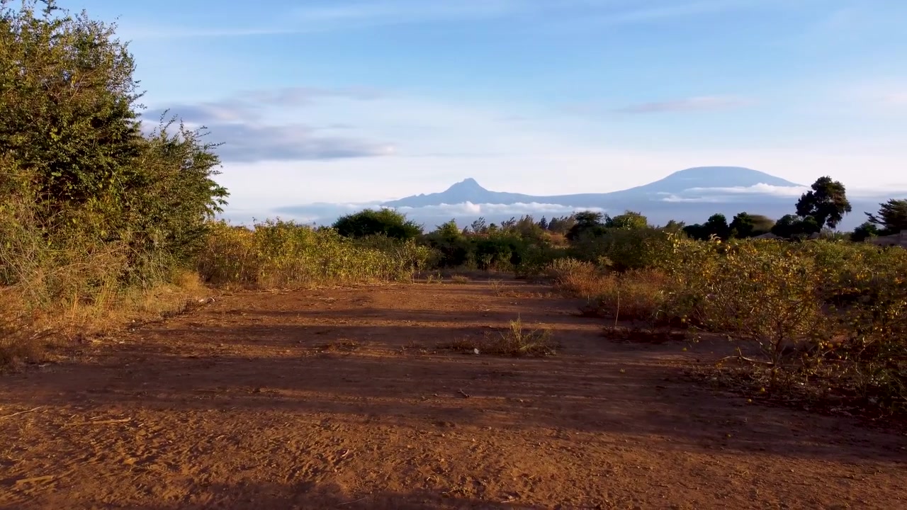 Ripresa panoramica cinematografica a livello del suolo attraverso i fitti cespugli di Amboseli che rivela le iconiche cime innevate del Monte Kilimanjaro, creando una drammatica scena di paesaggio africano.