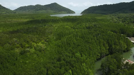 Imágenes-Aéreas-Ascendentes-Del-Bosque-De-Manglar