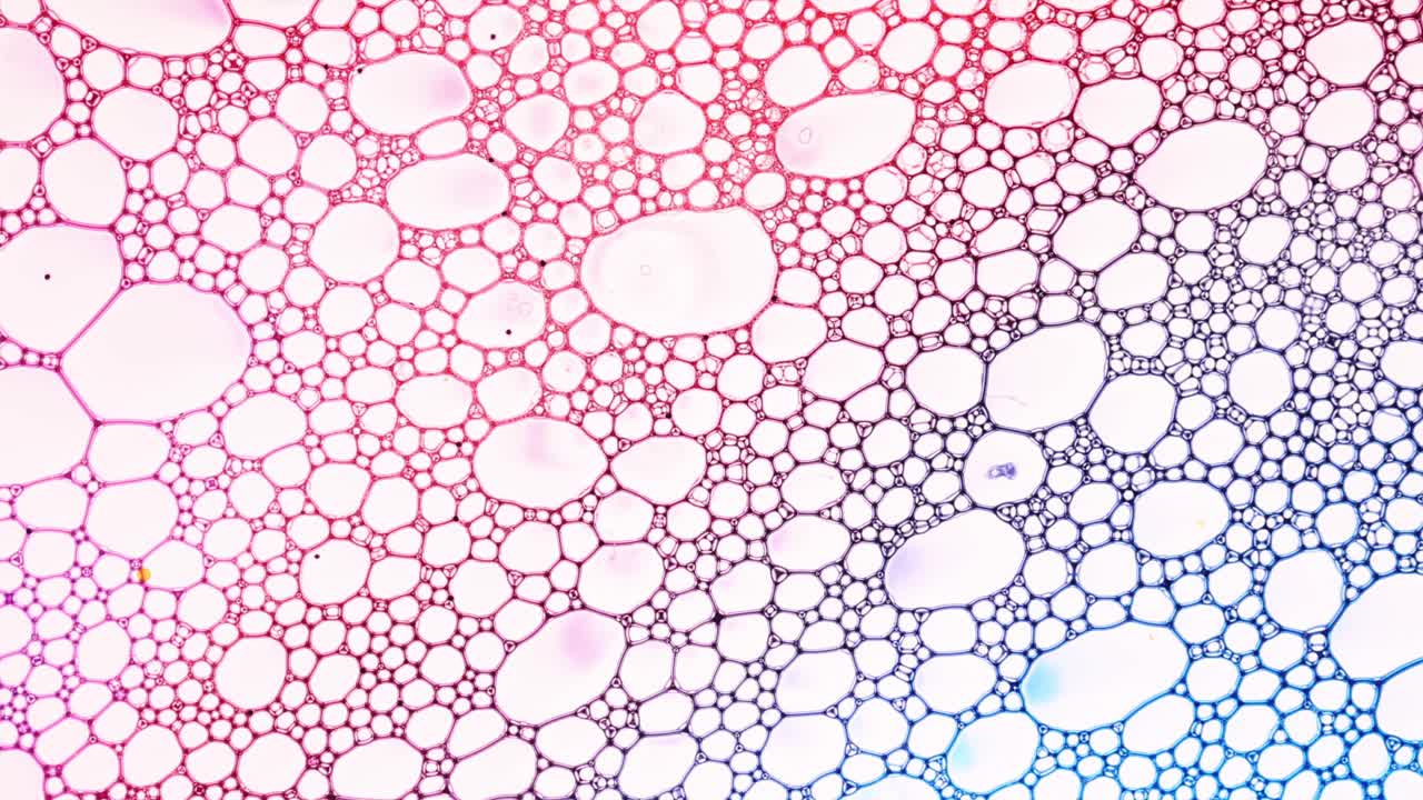 estructura de burbujas de jabón de colores