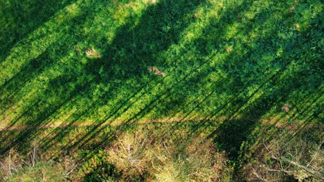 Luftaufnahme-Von-Oben-über-Eine-Gerade-Straße-Mit-Einem-Farbenfrohen-Landschaftsherbstwald