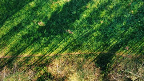 aerial top view over straight road with in colorful countryside autumn forest