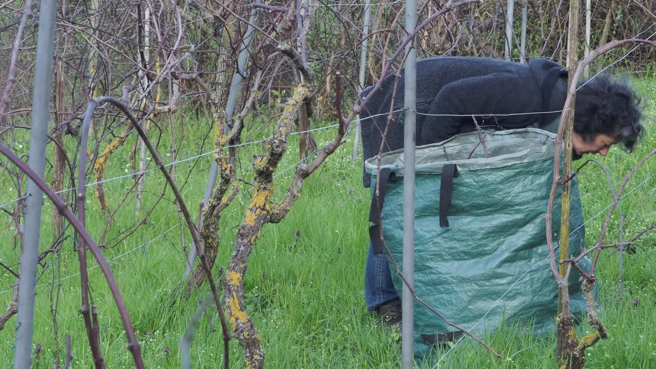 Caucasian adult fit female farmer woman gathers dry vine canes into a green waste bag after pruning in an organic vineyard, promoting sustainable agriculture and manual labor, static slow motion