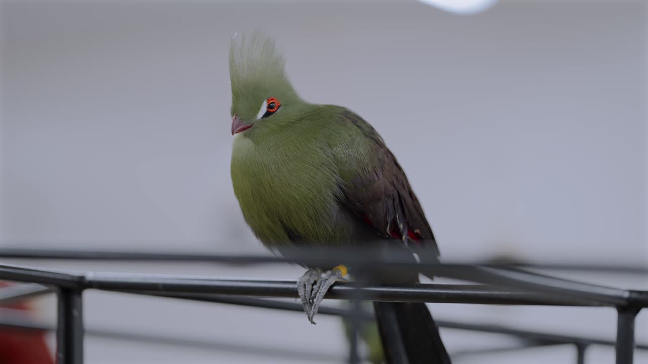 Primo piano di un turaco appollaiato su una struttura metallica all'interno di un bar ornitologico in Giappone, che mette in evidenza la cattività esotica, l'illuminazione artificiale e le continue preoccupazioni per il benessere degli animali