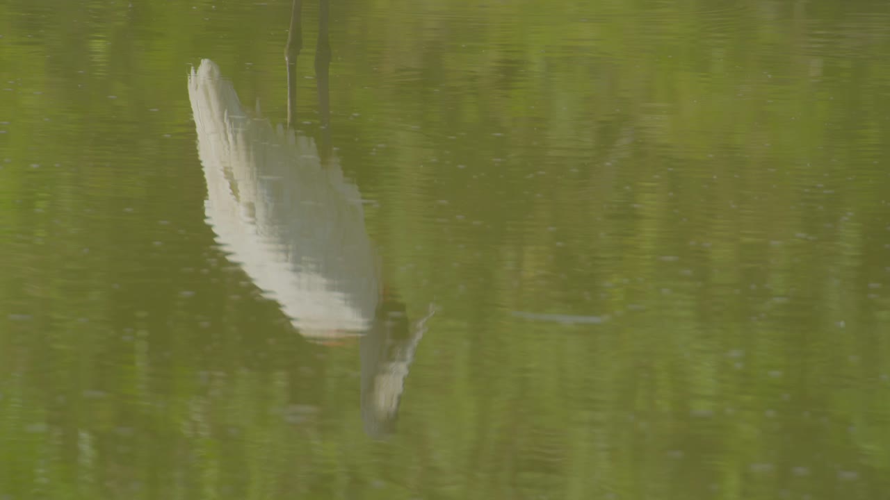 el jabiru reflejado en el agua se inclina hacia arriba revelando esta majestuosa ave del pantanal brasileño