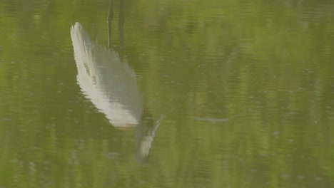Jabiru-reflected-on-water-tilt-up-revealing-this-majestic-bird-from-Brazil-Pantanal