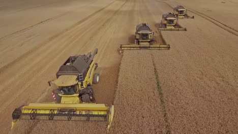 beautiful golden wheat field