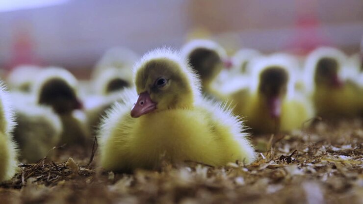 Gosling preening in indoor farm, close up at 25fps