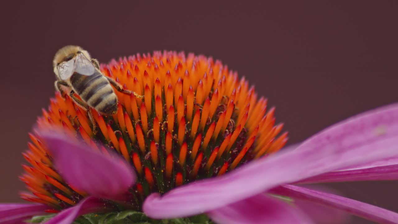 macro de una abeja ocupada caminando en una flor de cono naranja