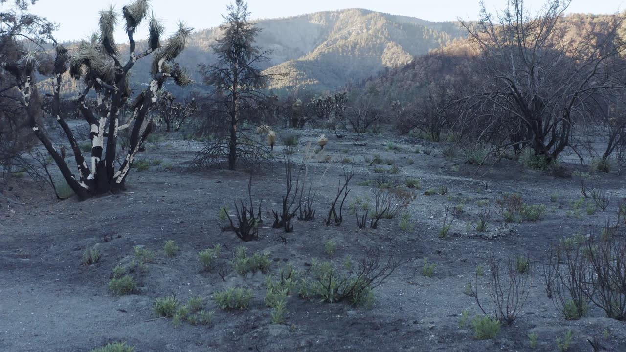 Post-wildfire landscape with burnt trees and emerging green growth