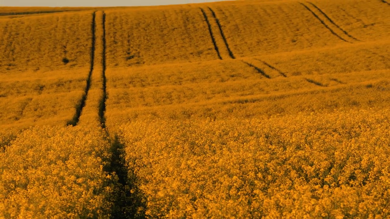 Vista aerea con drone di fiori di colza in fiore in primo piano ravvicinato con tracce di trattore e un dolce pendio collinare dietro, Moravia, Repubblica Ceca.