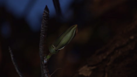 Bombacaeae-Blütenexplosion-öffnet-Timelipse-Und-Ein-Kolibri-Erscheint,-Um-Nektar-Zu-Trinken