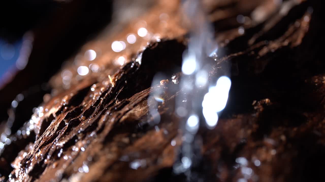 Water Droplets Falling Onto A Weathered And Textured Piece Of Wood In A Forest Landscape.