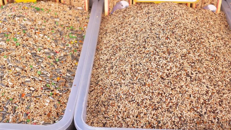 Close up of bird seed in bulk