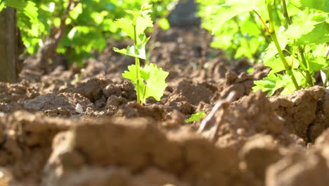 closeup of an old vines field with blurry background, dried earth, green, wind slowly blowing