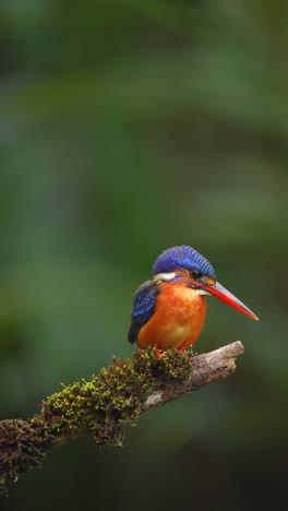 blue-eared kingfisher or also known as alcedo meninting