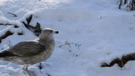 primer plano de gaviotas devorando rápidamente pan duro del suelo cubierto de nieve durante el invierno