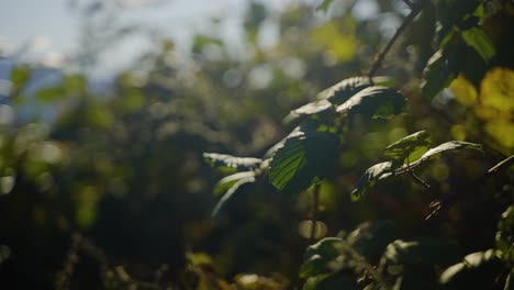 Plantas-Y-Dejar-Que-El-Viento-Sople-Lentamente-En-Un-Día-Soleado