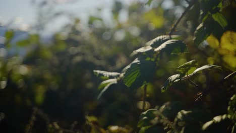 plantas y dejar que el viento sople lentamente en un día soleado