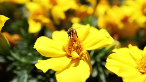 bee collecting nectar from yellow marigold flowers