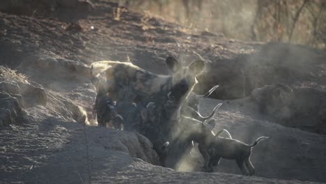 wide shot of a female wild dog greeting her puppies at the entrance of the den, kruger national park