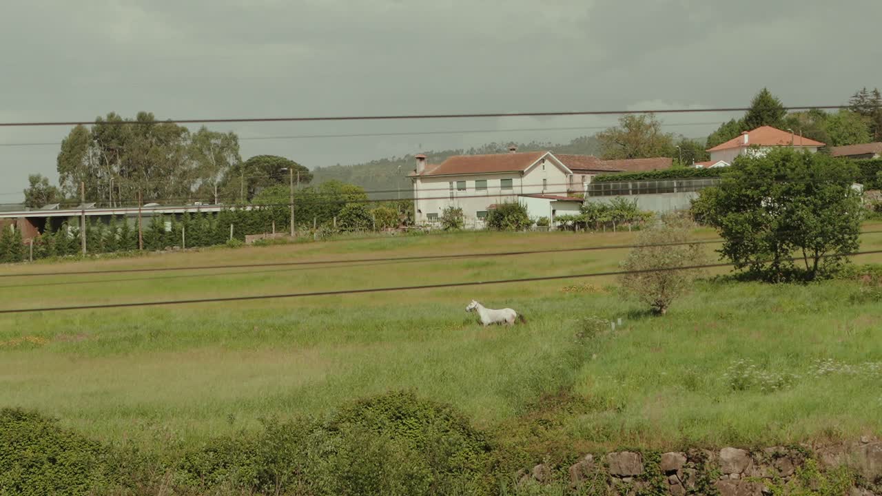 a white horse calmly walks across a quiet green pasture near countryside houses