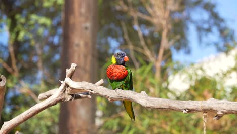 a rainbow lorikeet perched alone on a tree branch