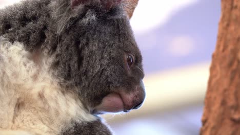 extreme close up profile head shot of a cute and fluffy koala, phascolarctos cinereus dazing and resting on the tree with eyes wide open