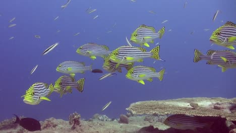 yellow lined sweetlips swimming over table corals on tropical coral reef in the maldives