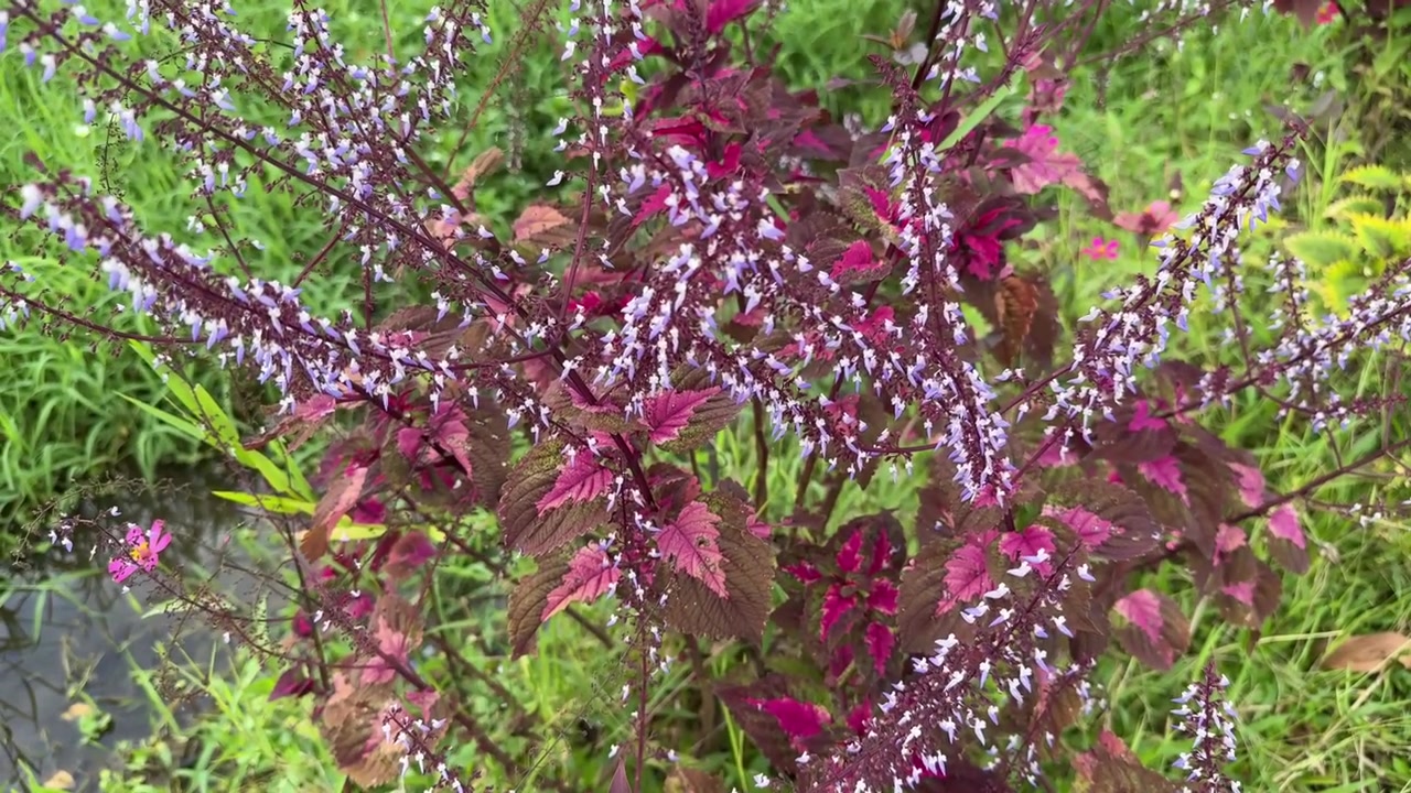 Lebhaft violette Blüten und rote Blätter, die sanft in einem Garten schwingen