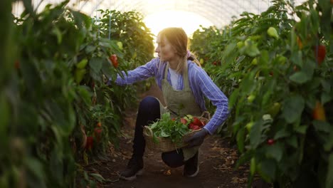 mujer agricultora cosechando pimientos en el invernadero, recolectándolos en una canasta