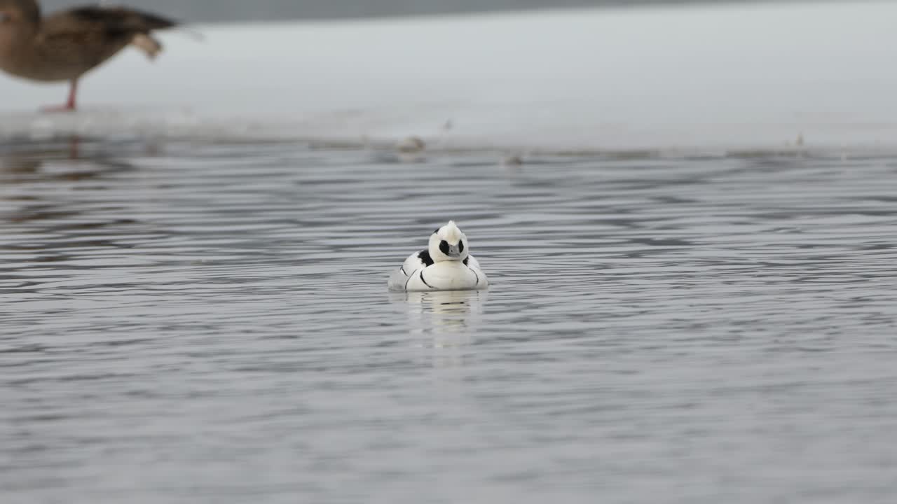 얼어붙은 연못에서 혼자 수영하는 스메이, 일반 골드네이, 오른쪽에서 합류하기 위해 수영, 느린 모션