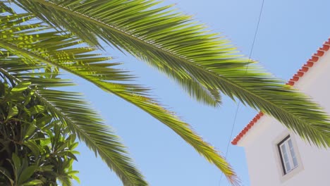 A-Panning-Up-Shot-of-a-Palm-Tree-in-Lisbon's-Alfama-District