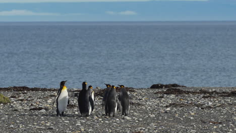 penguins standing near shoreline on the coast