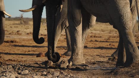 African-elephant-walking-away-slowly-through-herd