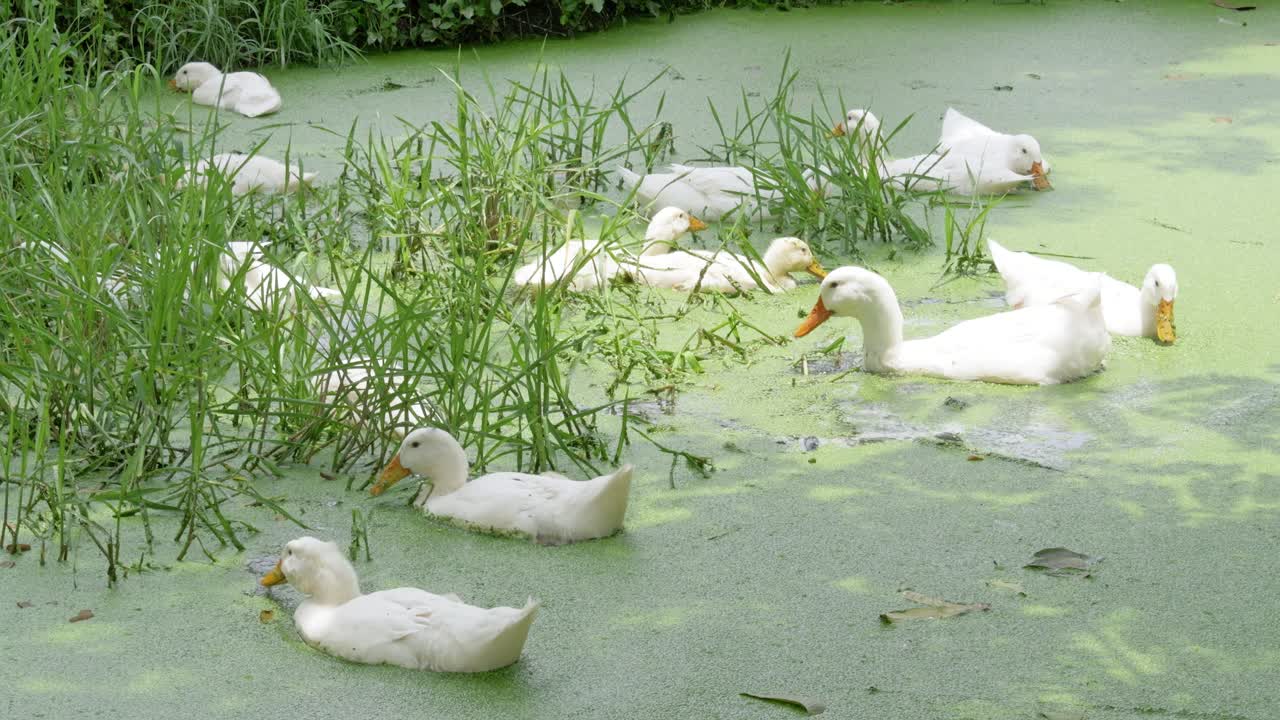 Ducks swimming a green pond nature scene wetland habitat tranquil environment close-up view