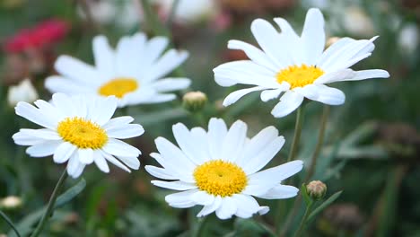 close-up of beautiful white daisies